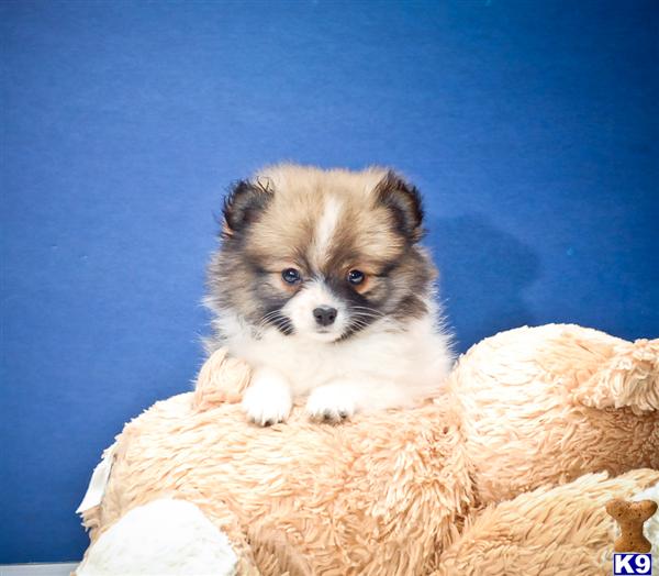 pomeranian puppies for sale in ohio pomeranian puppy for sale teacup our pomeranian puppy for sale in ohio 7 years pomeranian puppies for sale in ohio pomeranian puppy for sale teacup our pomeranian puppy for sale in ohio 7 years