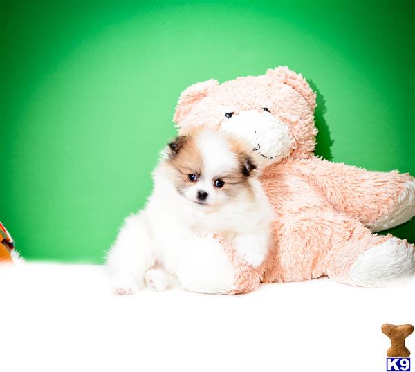 pomeranian puppies for sale columbus ohio pomeranian puppy for sale buy our pomeranian puppy for sale near columbus oh 5 years pomeranian puppies for sale columbus ohio pomeranian puppy for sale buy our pomeranian puppy for sale near columbus oh 5 years