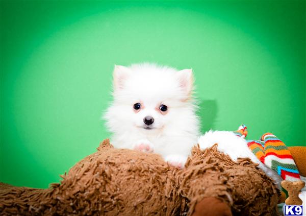 pomeranian puppies for sale in toledo ohio pomeranian puppy for sale teacup snow is our pomeranian puppy for sale near 5 years pomeranian puppies for sale in toledo ohio pomeranian puppy for sale teacup snow is our pomeranian puppy for sale near 5 years