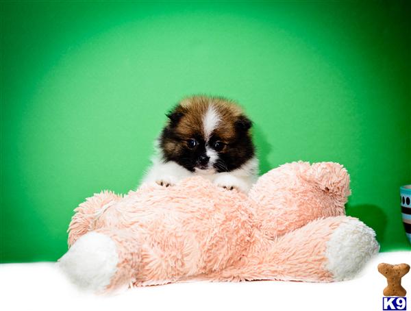 pomeranian for sale cincinnati ohio pomeranian puppy for sale buy our pomeranian puppy for adoption near cincinn 4 years pomeranian for sale cincinnati ohio pomeranian puppy for sale buy our pomeranian puppy for adoption near cincinn 4 years