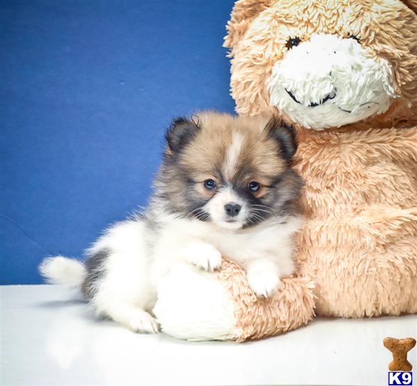teacup pomeranian puppies for sale in ohio pomeranian puppy for sale teacup our pomeranian puppy for sale in ohio 7 years teacup pomeranian puppies for sale in ohio pomeranian puppy for sale teacup our pomeranian puppy for sale in ohio 7 years