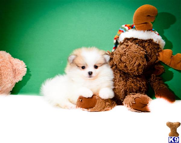 pomeranian puppies for sale in toledo ohio pomeranian puppy for sale teacup larry is one of our pomeranian puppies for 6 years pomeranian puppies for sale in toledo ohio pomeranian puppy for sale teacup larry is one of our pomeranian puppies for 6 years