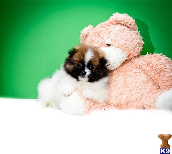 pomeranian for sale cincinnati ohio pomeranian puppy for sale buy our pomeranian puppy for adoption near cincinn 4 years pomeranian for sale cincinnati ohio pomeranian puppy for sale buy our pomeranian puppy for adoption near cincinn 4 years