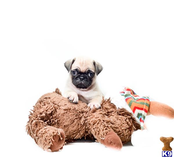 puppies for sale in toledo ohio pug puppy for sale norm is one of our pug puppies for sale near toled 6 years puppies for sale in toledo ohio pug puppy for sale norm is one of our pug puppies for sale near toled 6 years