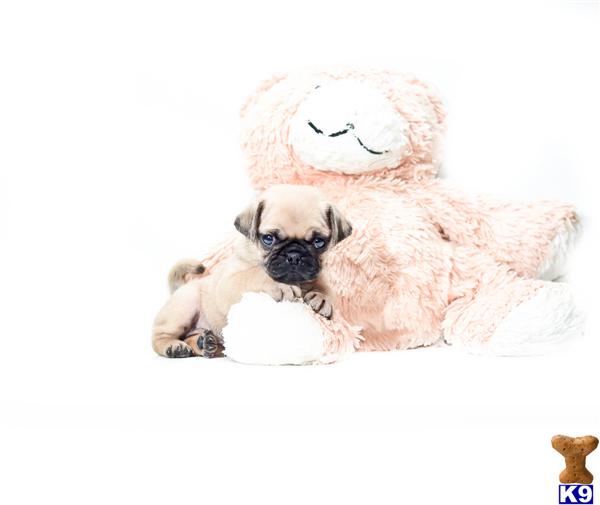 pug puppies cincinnati pug puppy for sale buy our pug puppy for adoption near cincinnati ohi 6 years pug puppies cincinnati pug puppy for sale buy our pug puppy for adoption near cincinnati ohi 6 years