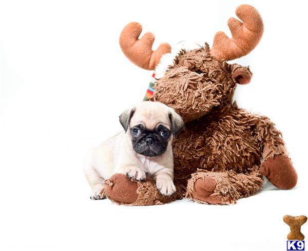puppies for sale in toledo ohio pug puppy for sale norm is one of our pug puppies for sale near toled 6 years puppies for sale in toledo ohio pug puppy for sale norm is one of our pug puppies for sale near toled 6 years