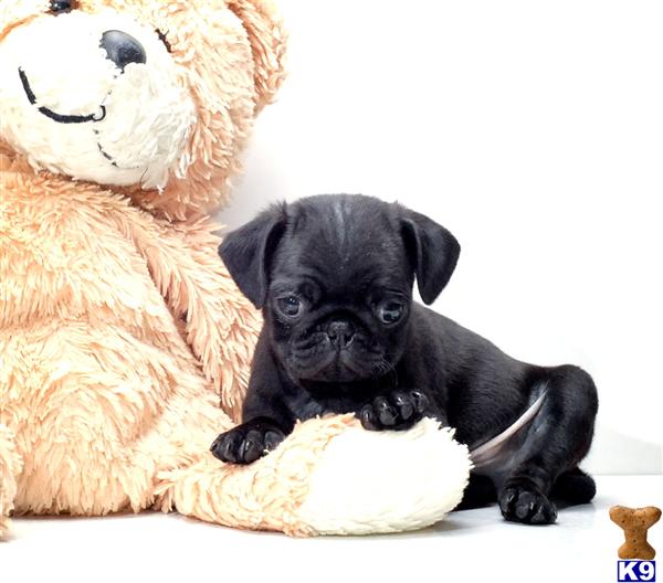 pugs for adoption in ohio pug puppy for sale buster is our pug puppy for adoption near wooster 6 years pugs for adoption in ohio pug puppy for sale buster is our pug puppy for adoption near wooster 6 years