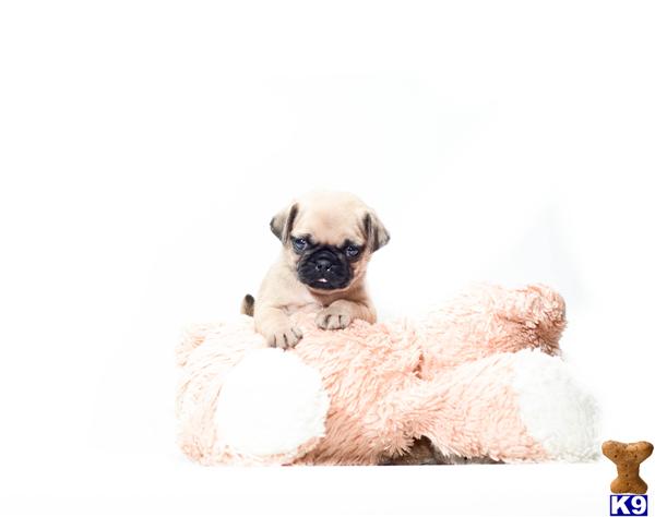 pug puppies cincinnati pug puppy for sale buy our pug puppy for adoption near cincinnati ohi 6 years pug puppies cincinnati pug puppy for sale buy our pug puppy for adoption near cincinnati ohi 6 years