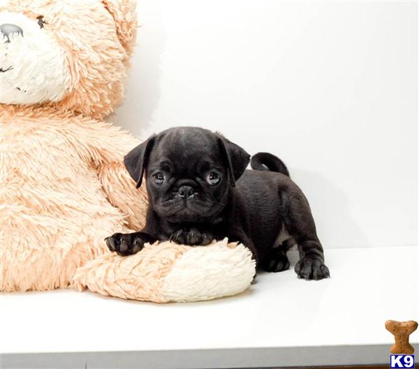 pugs for sale in columbus ohio pug puppy for sale is our pug puppy for sale near cleveland oh 6 years pugs for sale in columbus ohio pug puppy for sale is our pug puppy for sale near cleveland oh 6 years