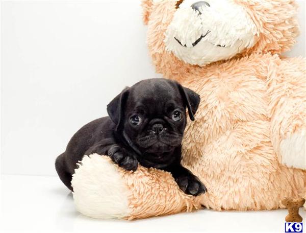 pugs for sale in cleveland ohio pug puppy for sale is our pug puppy for sale near cleveland oh 6 years pugs for sale in cleveland ohio pug puppy for sale is our pug puppy for sale near cleveland oh 6 years