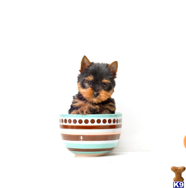 yorkie puppies for adoption in ohio terrier puppy for sale teacup tinkerbell is our yorkie puppy for adoption 5 yorkie puppies for adoption in ohio terrier puppy for sale teacup tinkerbell is our yorkie puppy for adoption 5