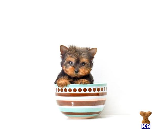 yorkie puppies for adoption in ohio terrier puppy for sale teacup ronaldo is our yorkie puppy for adoption in 5 yorkie puppies for adoption in ohio terrier puppy for sale teacup ronaldo is our yorkie puppy for adoption in 5