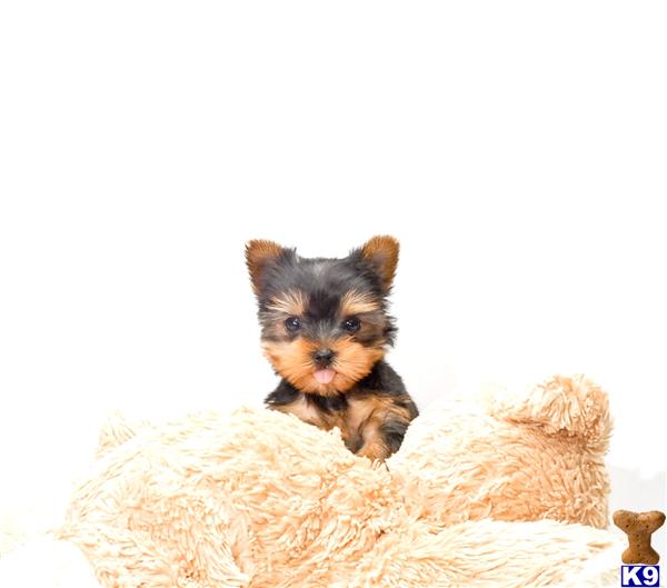 yorkie puppies for adoption in ohio terrier puppy for sale buy our teacup yorkie puppy for adoption in ohio 5 yorkie puppies for adoption in ohio terrier puppy for sale buy our teacup yorkie puppy for adoption in ohio 5