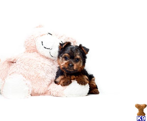 yorkie puppies for adoption in ohio terrier puppy for sale buy our yorkie puppy for adoption near dayton ohio 3 yorkie puppies for adoption in ohio terrier puppy for sale buy our yorkie puppy for adoption near dayton ohio 3