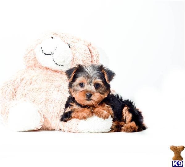 puppies for sale in youngstown ohio terrier puppy for sale buy our yorkie puppy for sale near youngstown ohio 4 puppies for sale in youngstown ohio terrier puppy for sale buy our yorkie puppy for sale near youngstown ohio 4