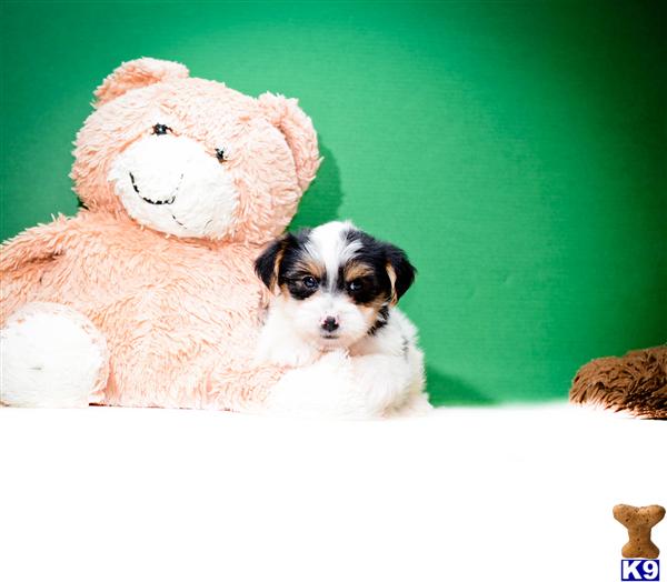 yorkies for adoption near me hypoallergenic dogs for adoption near me pets world yorkies for adoption near me hypoallergenic dogs for adoption near me pets world