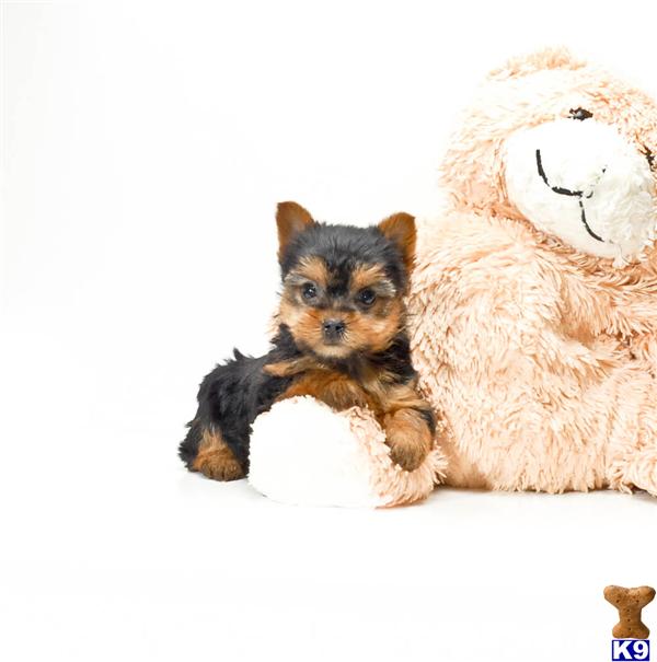 yorkie puppies for sale in cleveland ohio terrier puppy for sale buy our yorkie puppy for adoption near cleveland o 5 yorkie puppies for sale in cleveland ohio terrier puppy for sale buy our yorkie puppy for adoption near cleveland o 5