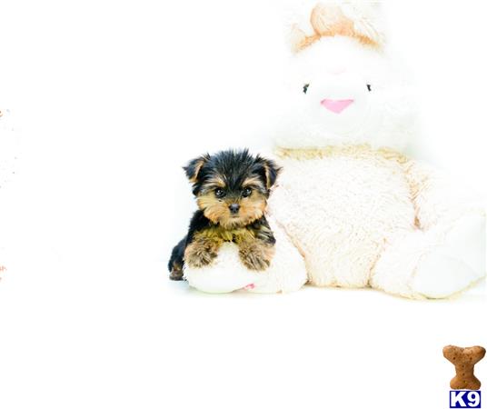 yorkie puppies for sale in cincinnati ohio terrier puppies for sale in ohio yorkie puppies for sale in cincinnati ohio terrier puppies for sale in ohio