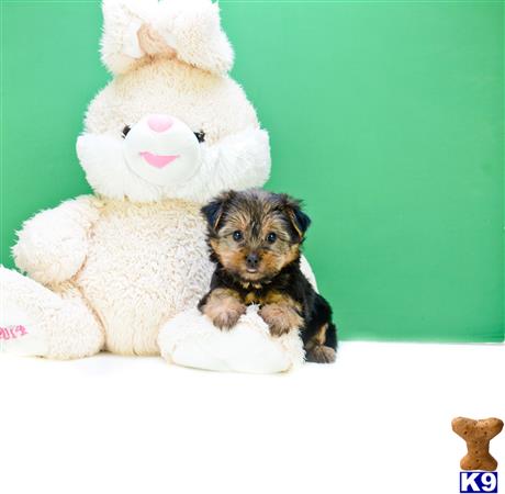 teacup yorkie cleveland ohio terrier puppies for sale in ohio teacup yorkie cleveland ohio terrier puppies for sale in ohio