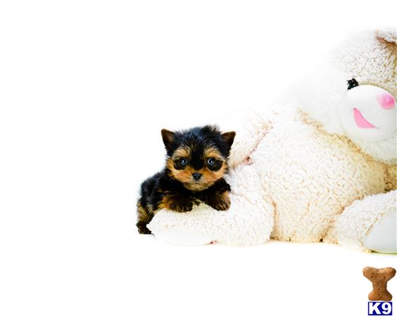 yorkie puppies for sale in canton ohio yorkie puppies for sale yorkie puppies for sale in canton ohio yorkie puppies for sale