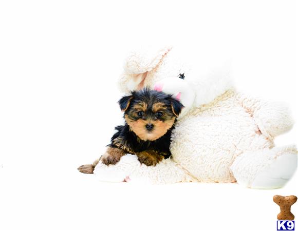 teacup yorkie cleveland ohio terrier puppies for sale in ohio teacup yorkie cleveland ohio terrier puppies for sale in ohio