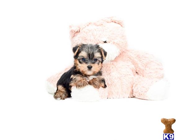 yorkshire terrier puppy posted by addisongood