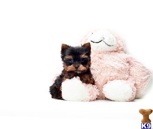 yorkshire terrier puppy posted by addisongood