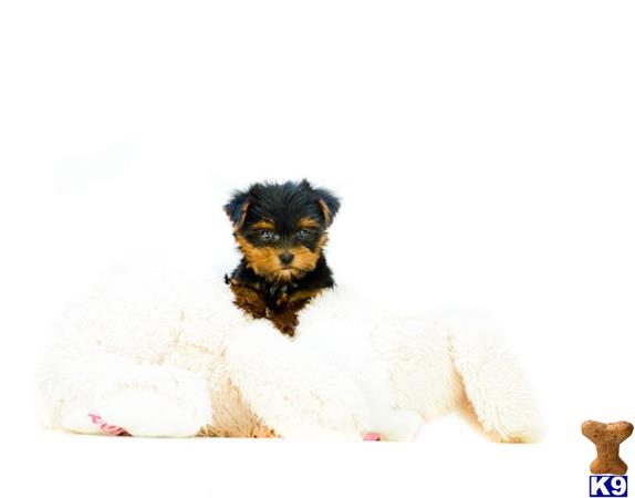 yorkshire terrier puppy posted by addisongood