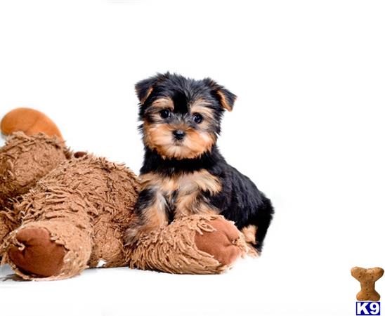 yorkshire terrier puppy posted by addisongood