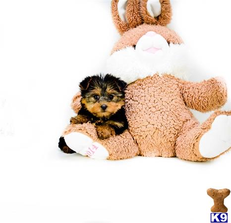 yorkshire terrier puppy posted by addisongood