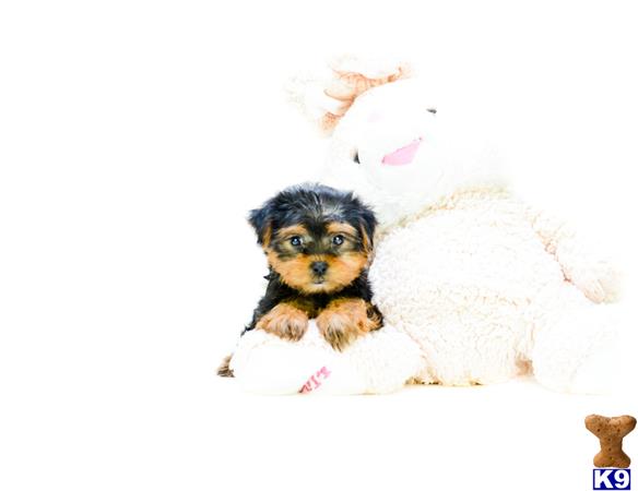 yorkshire terrier puppy posted by addisongood