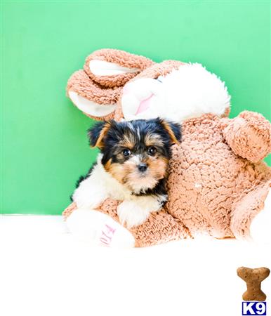 yorkshire terrier puppy posted by addisongood