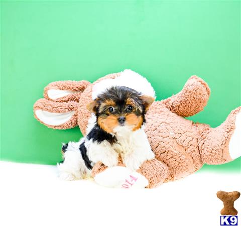 yorkshire terrier puppy posted by addisongood