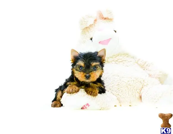 Yorkshire Terrier