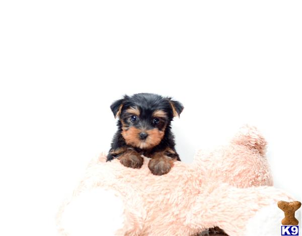 yorkie puppies for sale in akron ohio terrier puppy for sale teacup is one of our yorkie puppies for sal 6 yorkie puppies for sale in akron ohio terrier puppy for sale teacup is one of our yorkie puppies for sal 6