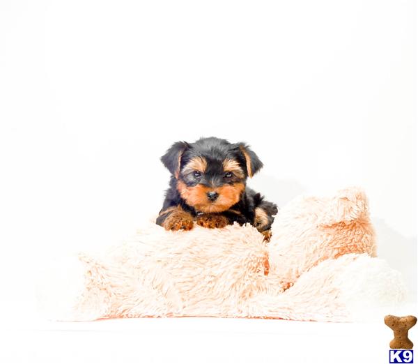 yorkie puppies for adoption in ohio terrier puppy for sale buy or yorkie puppy for adoption near dayton ohio 6 yorkie puppies for adoption in ohio terrier puppy for sale buy or yorkie puppy for adoption near dayton ohio 6