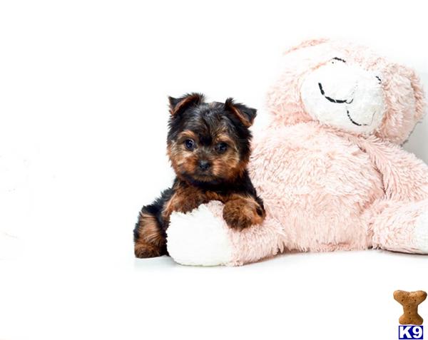 yorkie puppies for adoption in ohio terrier puppy for sale buy our yorkie puppy for adoption near dayton ohio 3 yorkie puppies for adoption in ohio terrier puppy for sale buy our yorkie puppy for adoption near dayton ohio 3