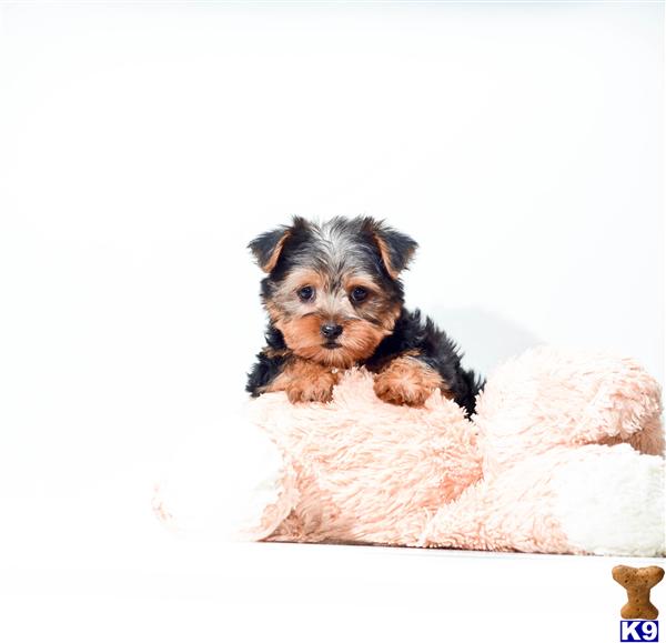 puppies for sale in youngstown ohio terrier puppy for sale buy our yorkie puppy for sale near youngstown ohio 4 puppies for sale in youngstown ohio terrier puppy for sale buy our yorkie puppy for sale near youngstown ohio 4
