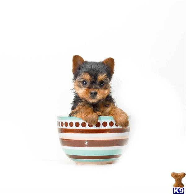 yorkie puppies for sale in cleveland ohio terrier puppy for sale buy our yorkie puppy for adoption near cleveland o 5 yorkie puppies for sale in cleveland ohio terrier puppy for sale buy our yorkie puppy for adoption near cleveland o 5