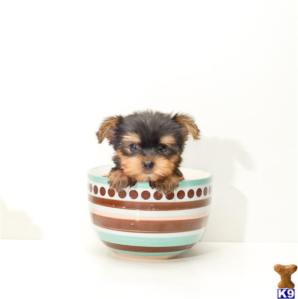 are teacup yorkies hypoallergenic teacup terrier hypoallergenic dogs breeds picture are teacup yorkies hypoallergenic teacup terrier hypoallergenic dogs breeds picture