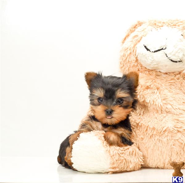 yorkie puppies for rescue in ohio