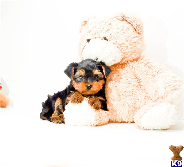 yorkies for sale in dayton ohio terrier puppy for sale buy or yorkie puppy for adoption near dayton ohio 6 yorkies for sale in dayton ohio terrier puppy for sale buy or yorkie puppy for adoption near dayton ohio 6