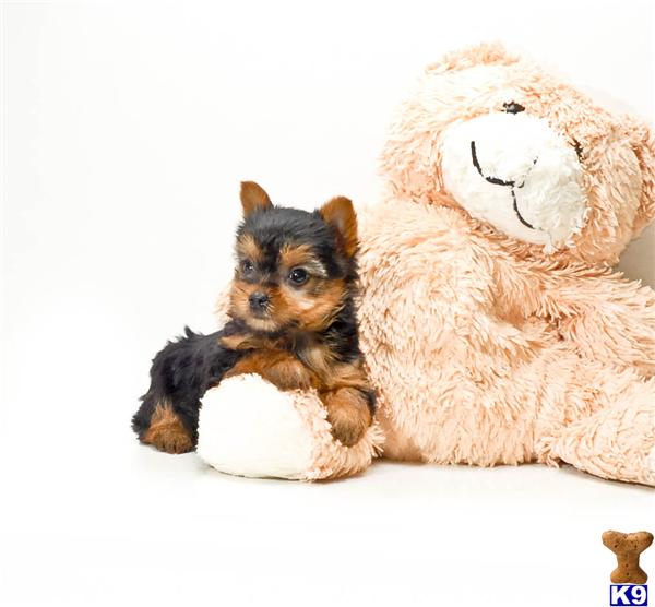 yorkies for sale in cleveland ohio terrier puppy for sale buy our yorkie puppy for adoption near cleveland o 6 yorkies for sale in cleveland ohio terrier puppy for sale buy our yorkie puppy for adoption near cleveland o 6