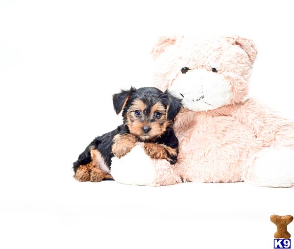 teacup yorkie cleveland ohio terrier puppy for sale teacup is our yorkie puppy for adoption nea 5 teacup yorkie cleveland ohio terrier puppy for sale teacup is our yorkie puppy for adoption nea 5