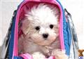maltese puppy posted by addisongood