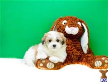havanese puppy posted by addisongood