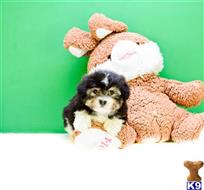 havanese puppy posted by addisongood