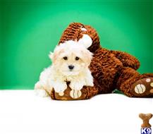 havanese puppy posted by addisongood