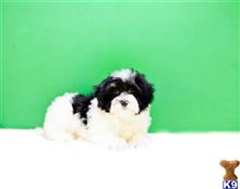 havanese puppy posted by addisongood