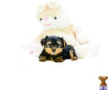 Yorkshire Terrier